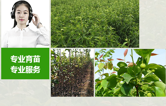 苗木種類(lèi)多，成活率高