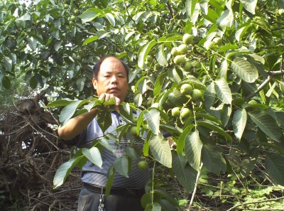 河南核桃苗基地