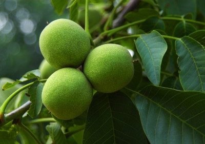 平頂山核桃苗價格