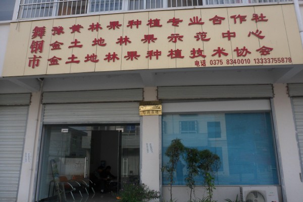 河南晚秋黃梨苗哪里有