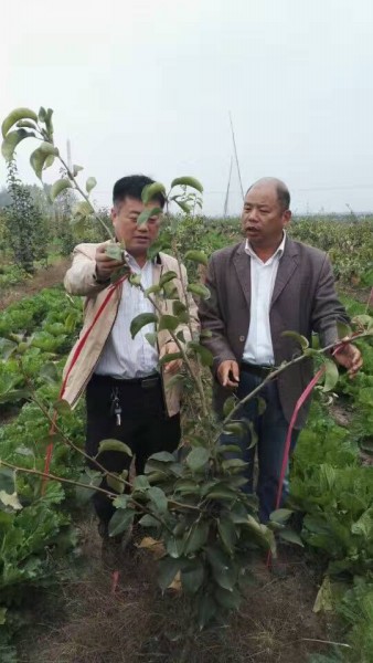 河南桃樹苗價格