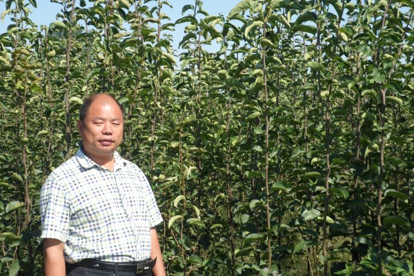 河南梨樹苗價格