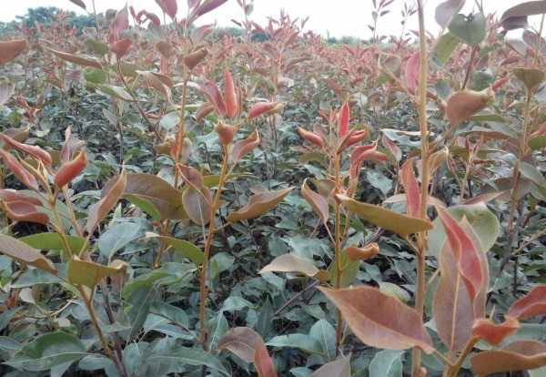 河南梨樹苗哪家好