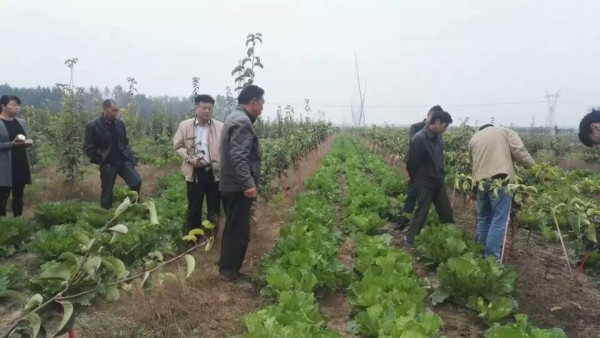 河南晚秋黃梨苗基地