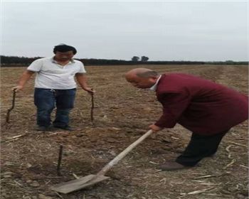 選擇金土地，我們很放心[河南桃樹(shù)苗]