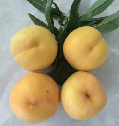 河南桃樹苗基地