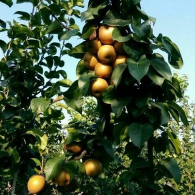 河南梨樹苗零售