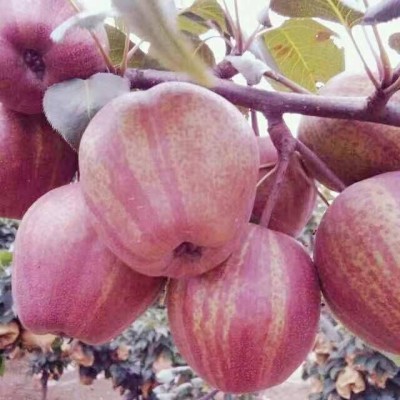 河南梨樹苗價格