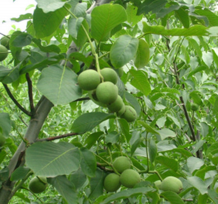 安徽核桃苗種植