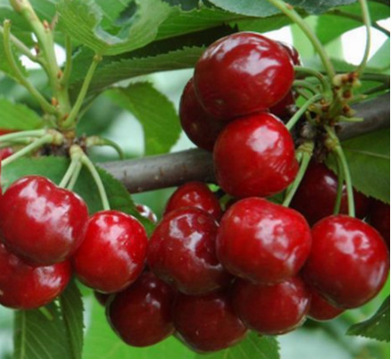 鄭州櫻桃苗種植