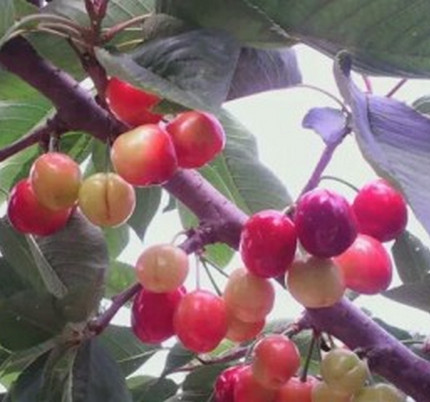 安徽櫻桃苗哪家好