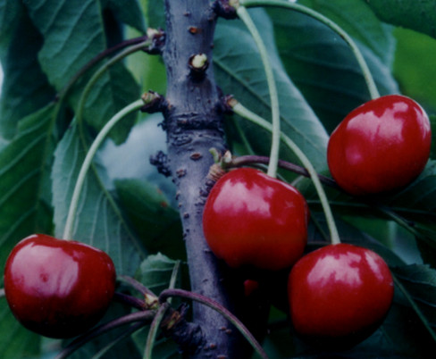 洛陽櫻桃苗價(jià)格