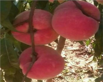 河南桃樹苗種植