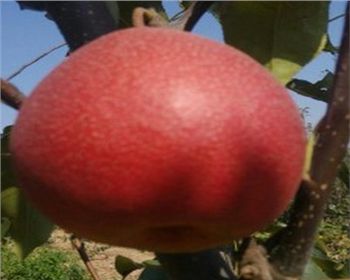 安徽梨樹(shù)苗[紅梨一號(hào)]