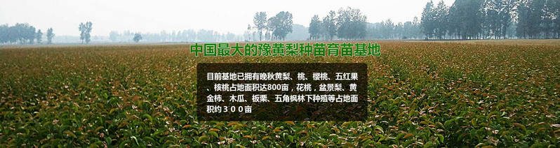 河南桃樹苗基地