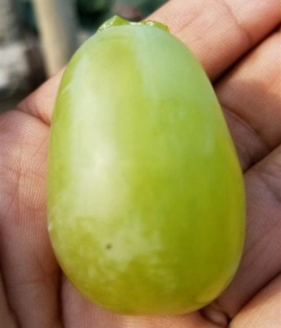 河南梨樹苗價格