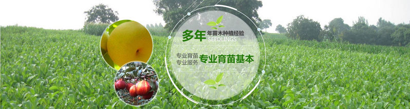 河南核桃苗價(jià)格