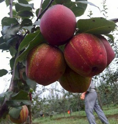 河南晚秋黃梨苗價(jià)格