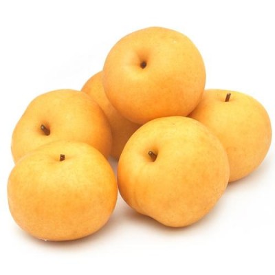 河南梨樹(shù)苗價(jià)格