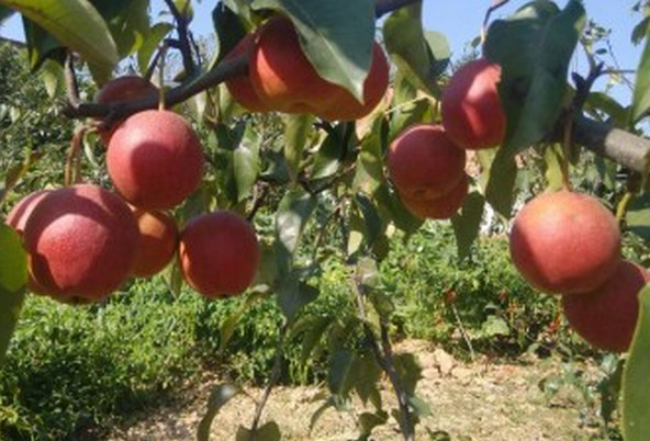 鄭州桃樹苗價(jià)格