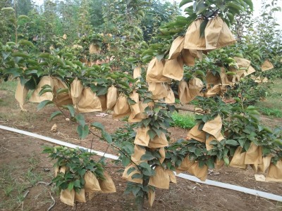 鄭州晚秋黃梨苗基地