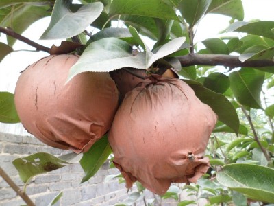 河南晚秋黃梨苗品種