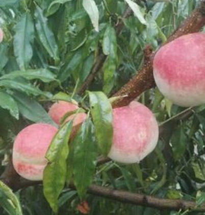 湖北桃樹苗價格