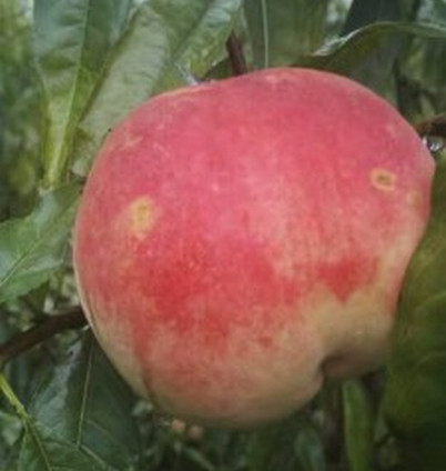 湖北桃樹苗基地