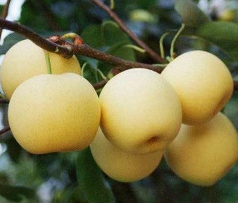 河南晚秋黃梨苗品種