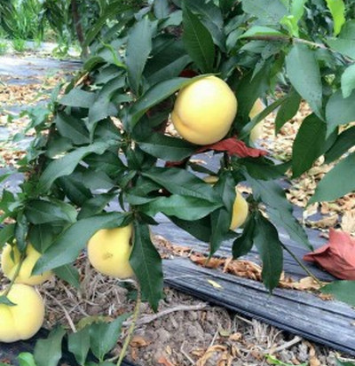 平頂山桃樹苗批發(fā)