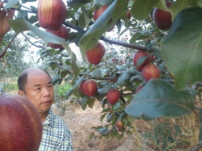 平頂山梨樹苗價(jià)格