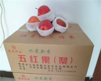 安徽梨樹苗教你冬治木虱方法