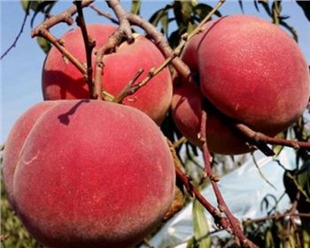 河南桃樹苗教你它的冬季修剪方法