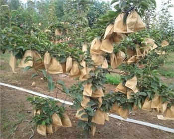 鄭州晚秋黃梨苗教你種植及施肥方法