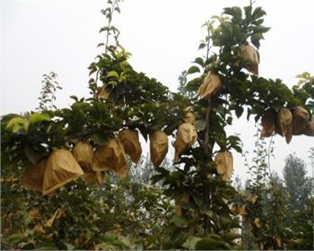 平頂山晚秋黃梨苗告訴你梨的采摘時間要適宜