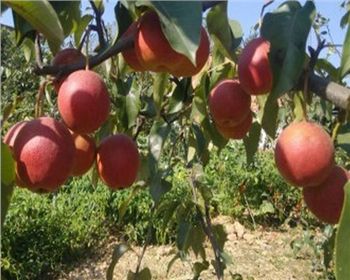 河南梨樹苗告訴你冬季管理梨樹苗要點(diǎn)