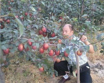 平頂山梨樹苗告訴你影響桃子品質(zhì)的因素有哪些