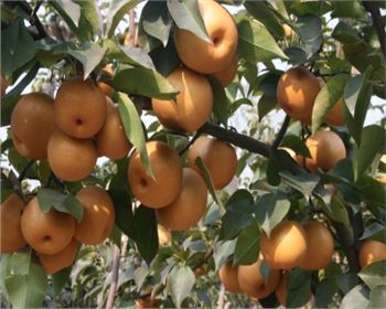 鄭州晚秋黃梨苗淺析它的市場(chǎng)前景