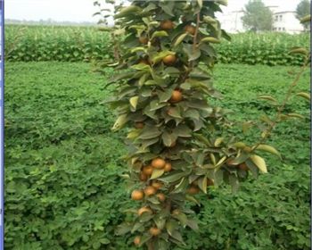 河南晚秋黃梨苗告訴你修剪后應(yīng)該注重管理跟蹤