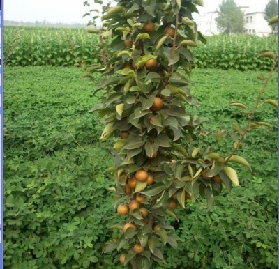 河南晚秋黃梨樹(shù)苗