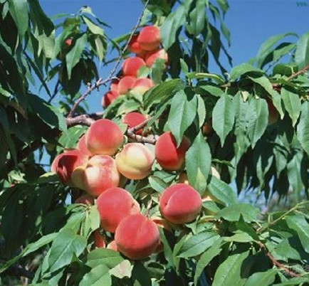 夏季河南桃樹苗應(yīng)該怎樣修剪？