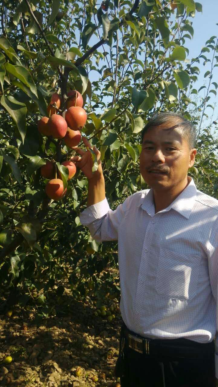 河南梨樹苗基地