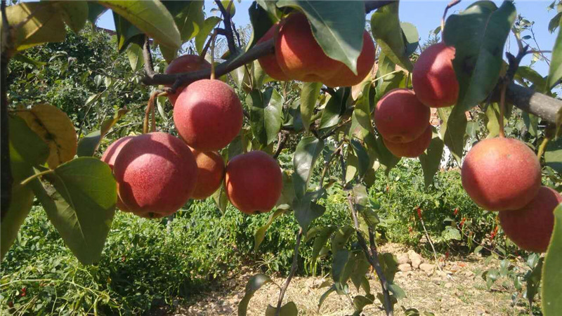 冬季河南桃樹苗的這些修剪原則你知道嗎