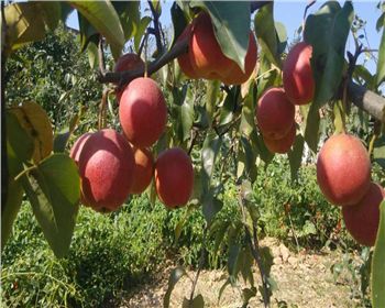 冬季河南桃樹苗的這些修剪原則你知道嗎