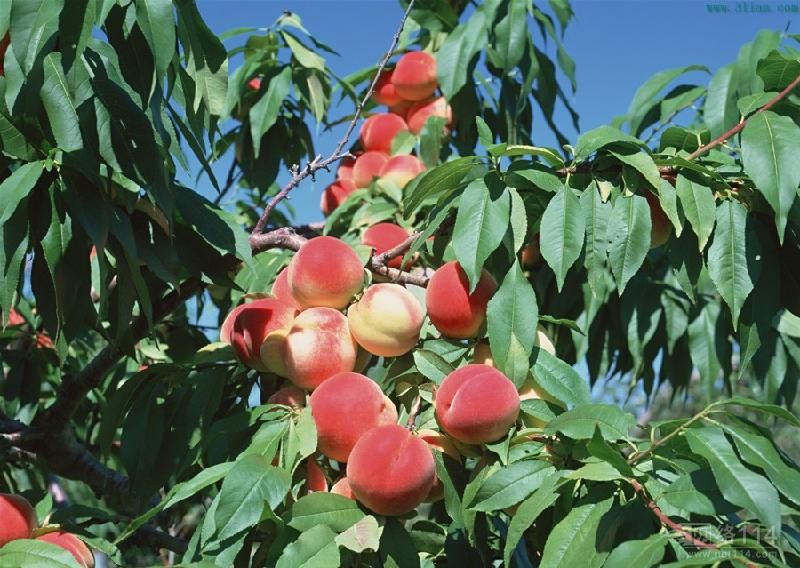 河南桃樹苗枝枯葉黃該怎么辦？