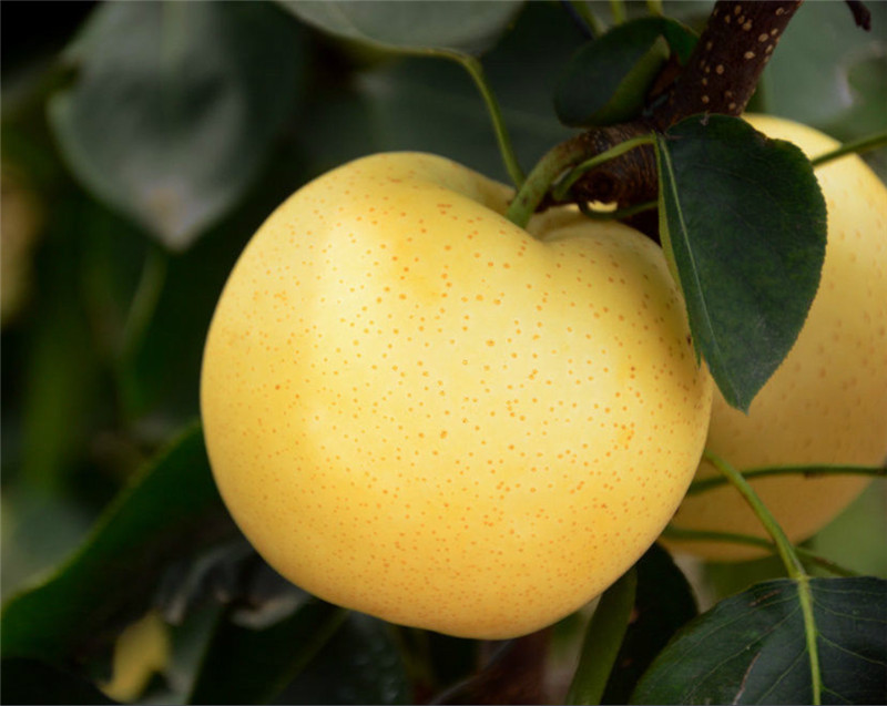 關(guān)于河南梨樹苗分類的簡(jiǎn)單介紹