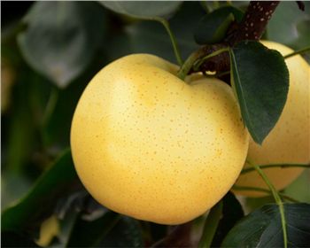 關于河南梨樹苗分類的簡單介紹