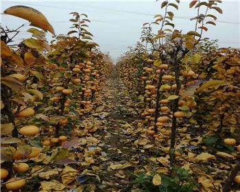 河南晚秋黃梨苗價格