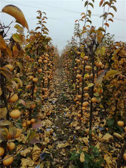 河南晚秋黃梨苗種植