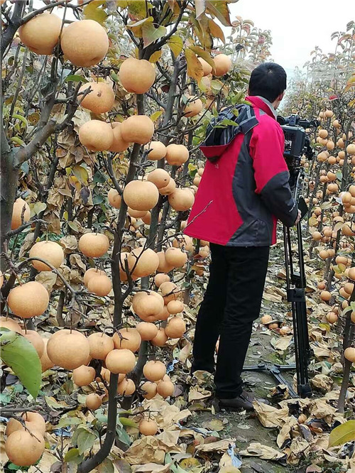 河南晚秋黃梨苗哪家好